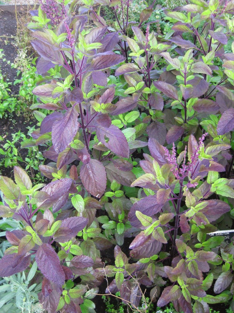 Holy Basil for Dengue cure