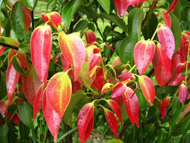 Leaves of Cinnamon plant