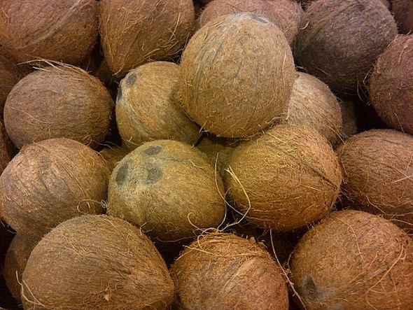 Ripen coconut fruit
