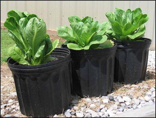 Spinach plant in pots