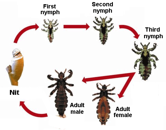 Stages of louse growth
