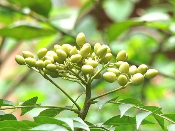 Unripe fruits of neem
