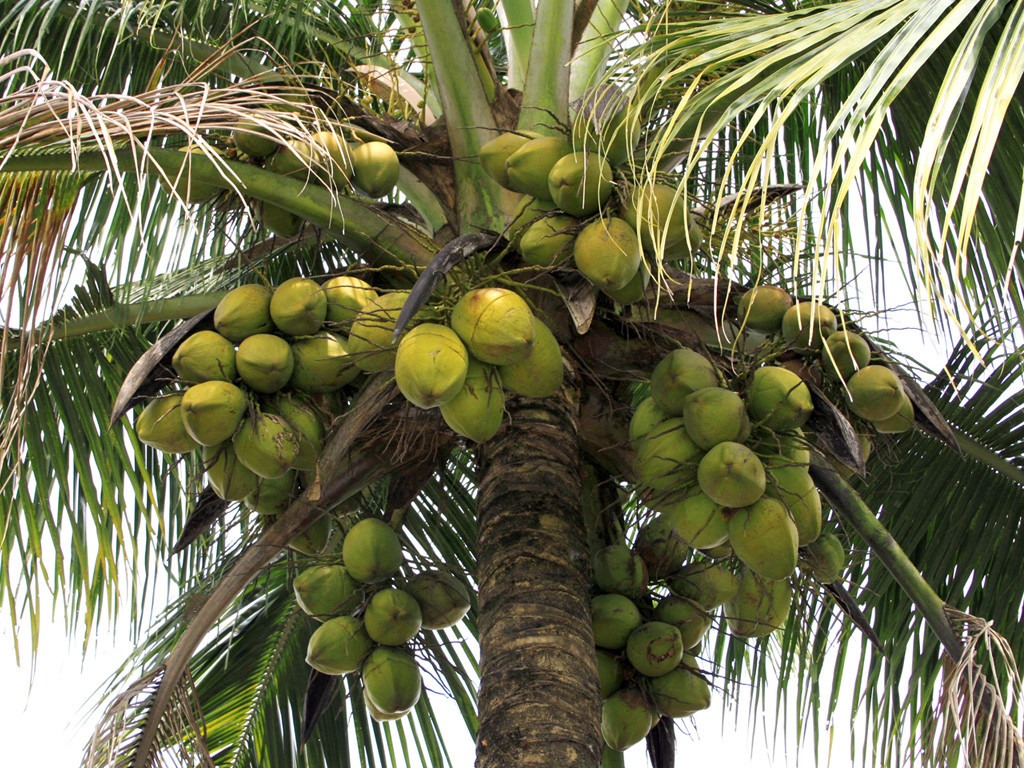 coconut tree with green coconuts