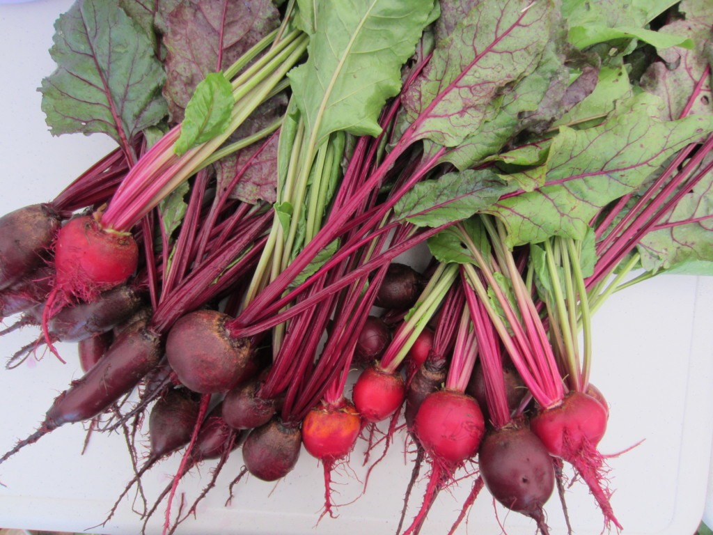 Beetroot for blood formation