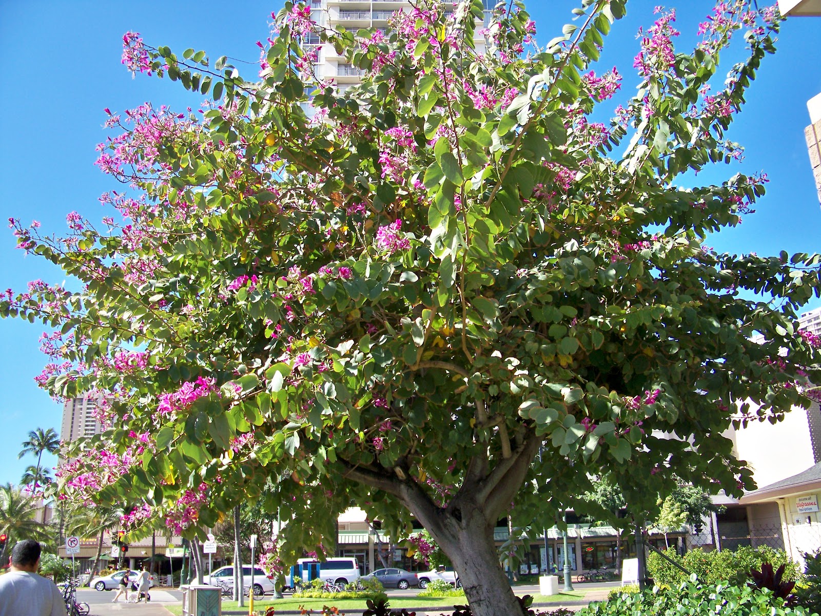 Medicinal tree of Bauhinia