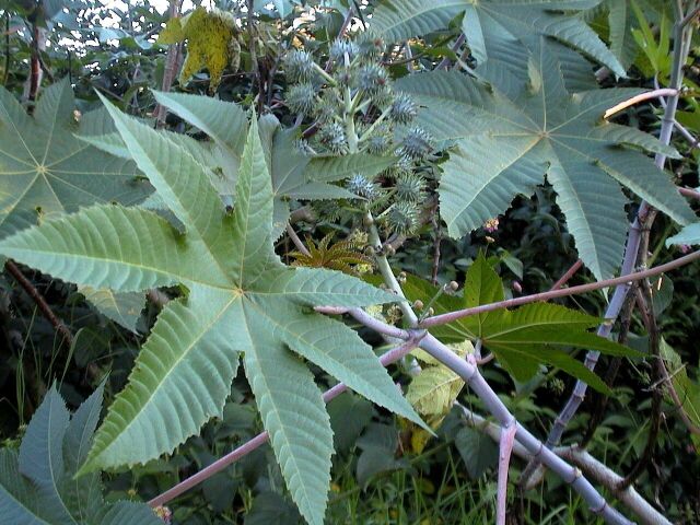 Leaves-of-Castor-oil-plant