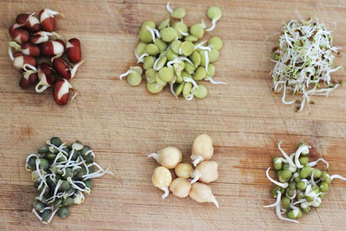 Sprouts for a healthy life