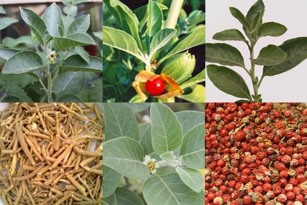 TOP 5 HERBS TO MANAGE DEPRESSION AND ANXIETY NATURALLY