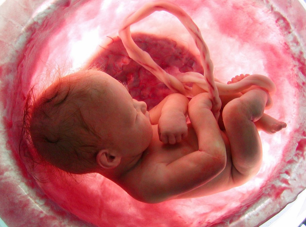 Developed baby inside the womb