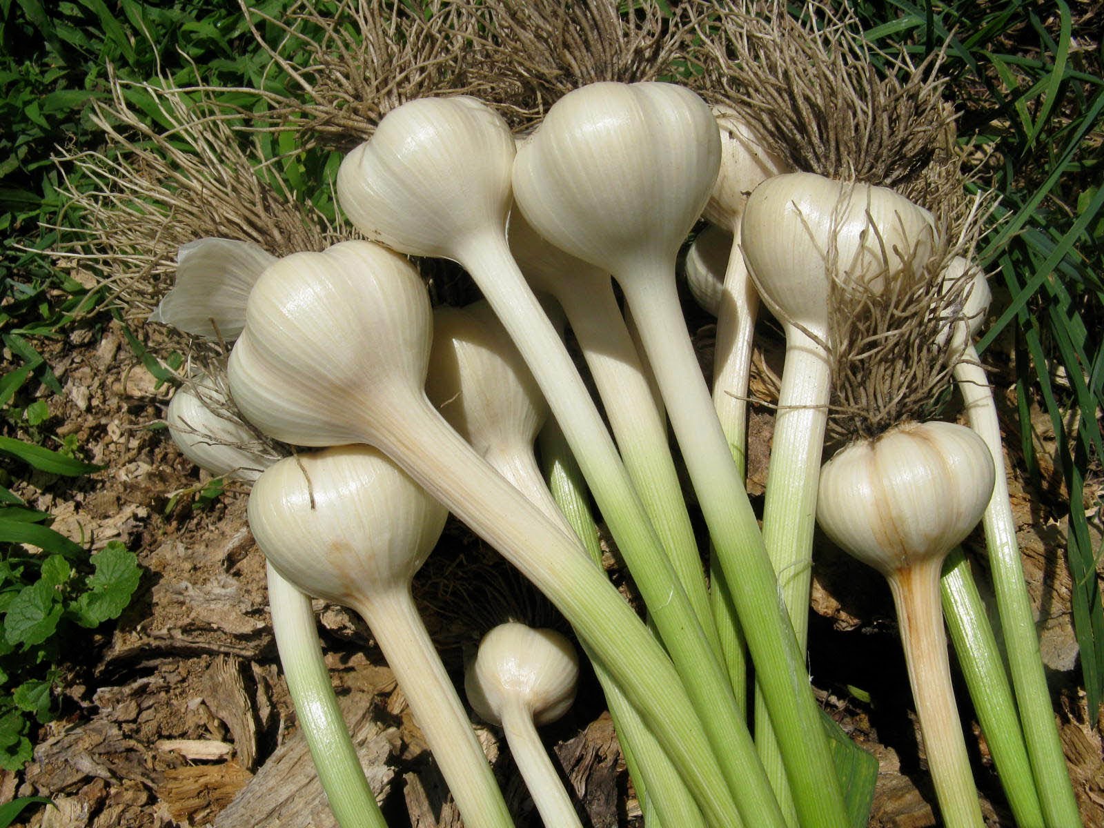 Unknown facts about Garlic