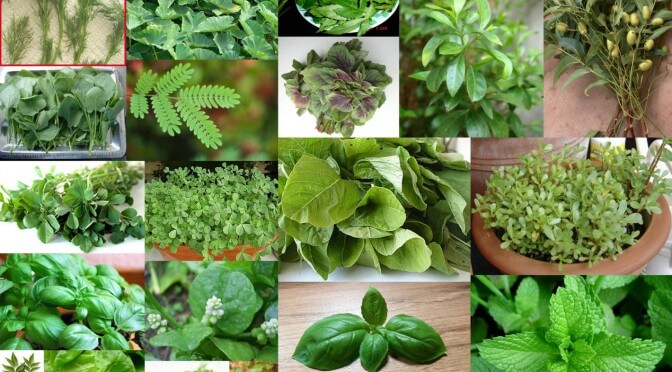 herbs for Respiratory Tract Infection
