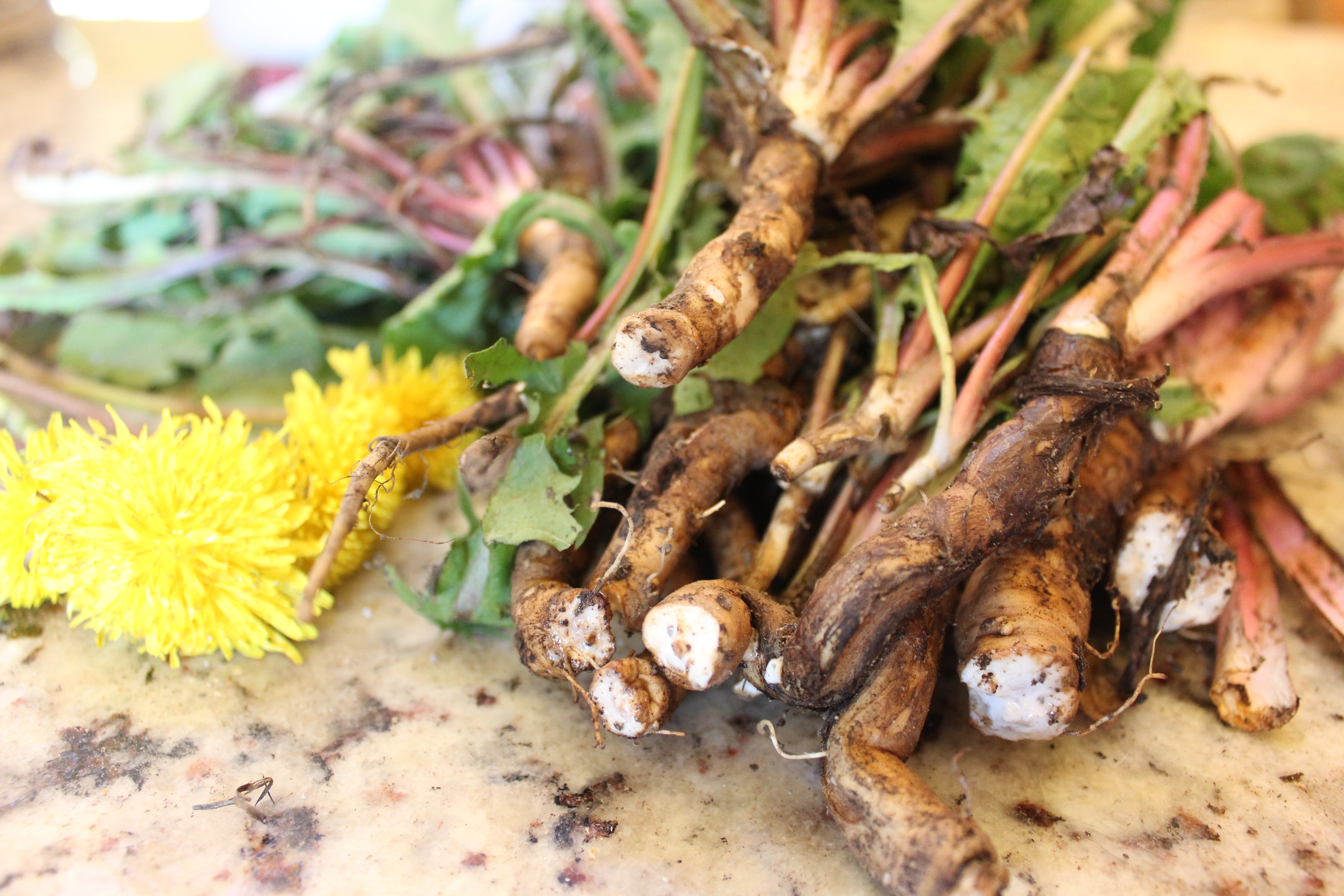 Dandelion roots for Cancer treatment