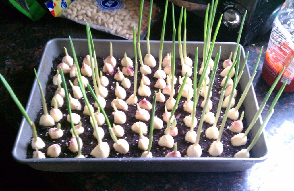 Garlic growing at home