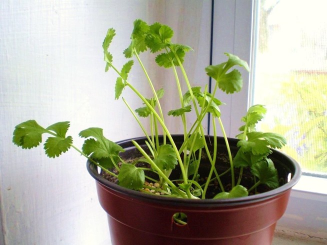 Growing cilantro