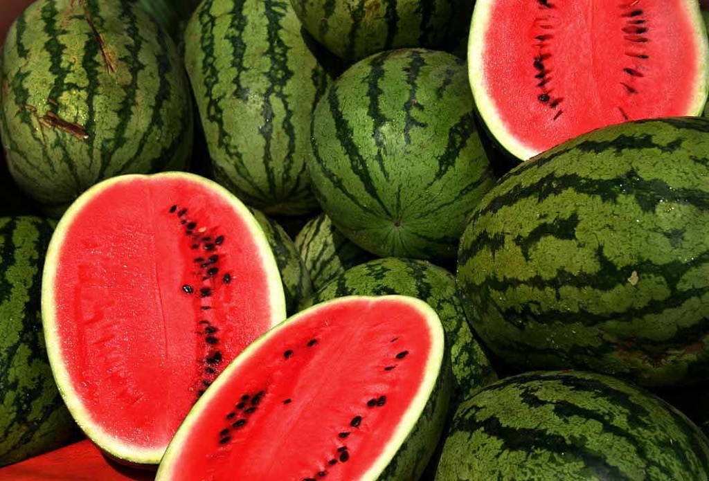 Red watermelon during summers