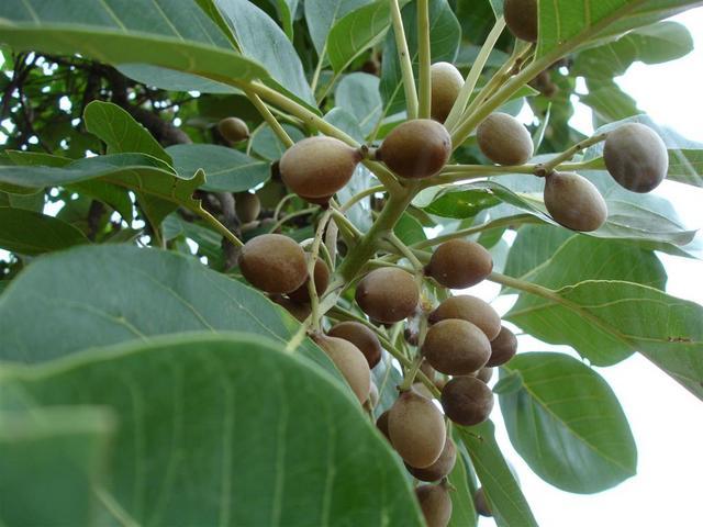 Baheda tree with fruits