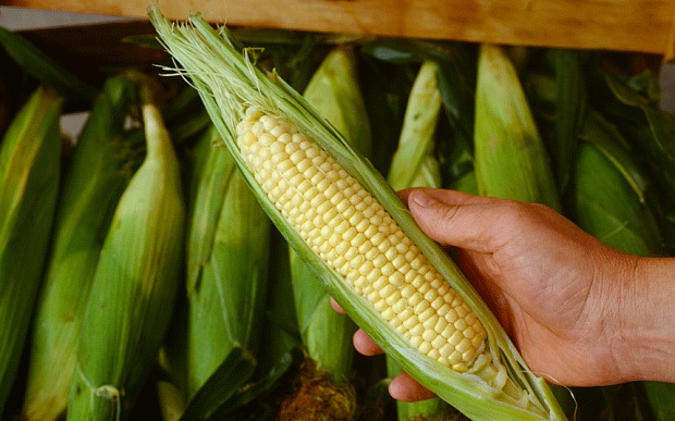 Corn in Ayurvedic food