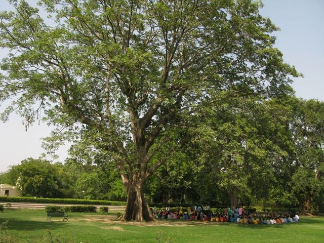 Baheda tree