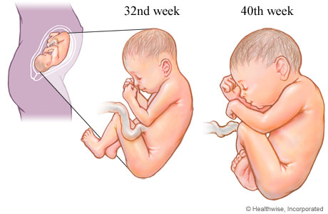 fetal development in 3rd trimester