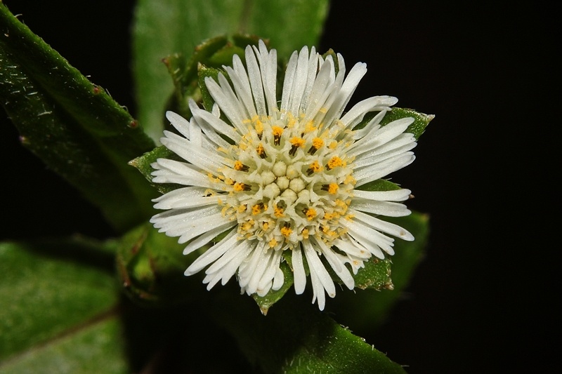 flower of bhringraj