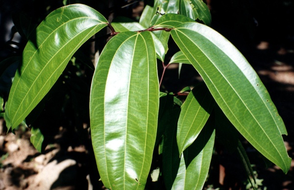 leaves of Anantmool Hemidesmus