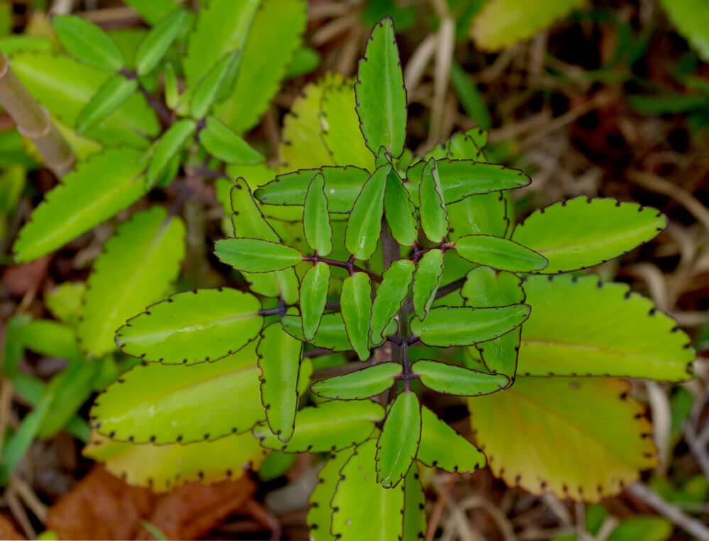 Bryophyllum