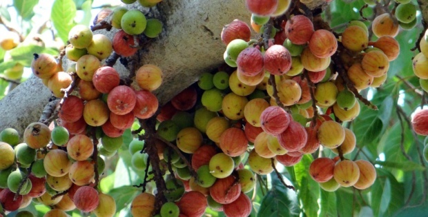 Fruits of Cluster fig