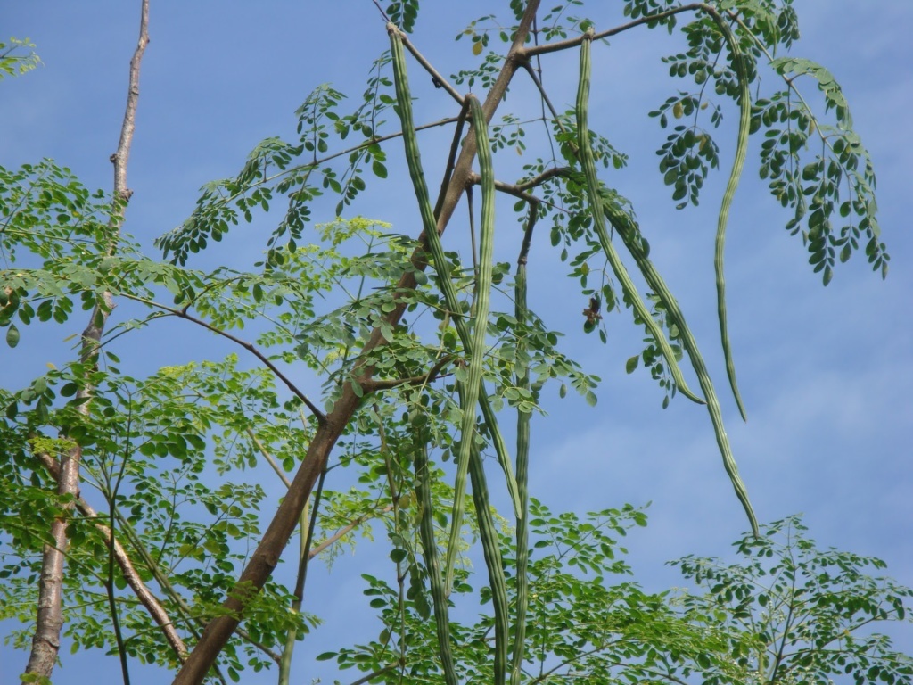 drumstick tree with fruits