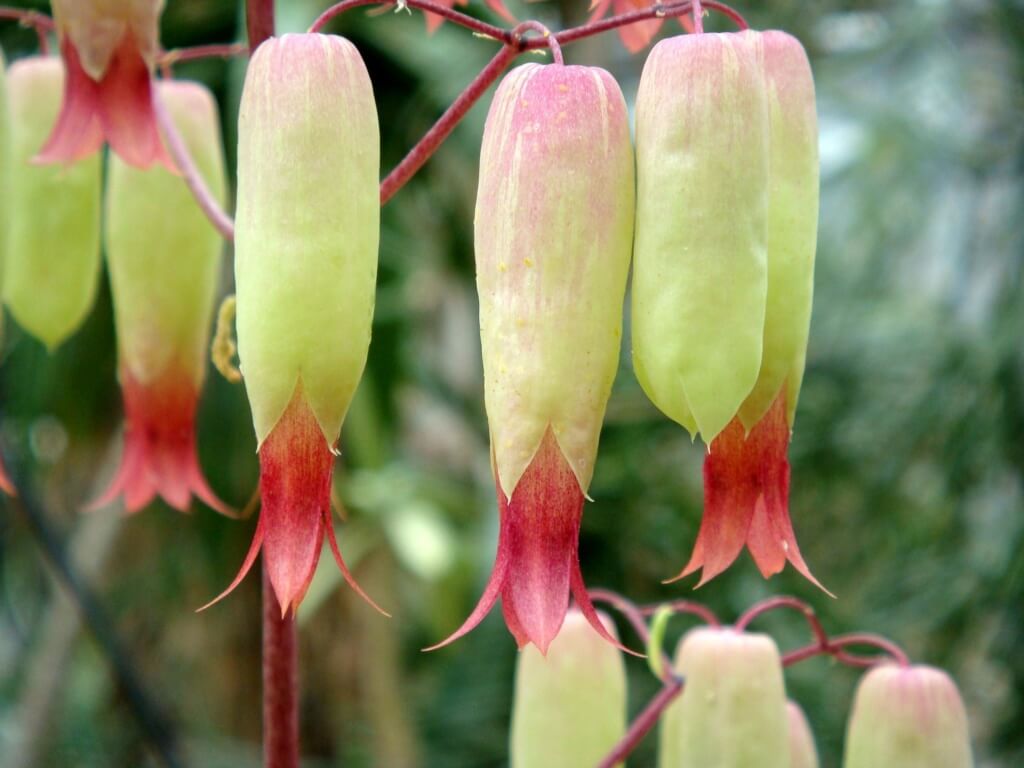 flowers of bryophyllum plant