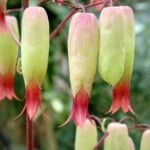 flowers of bryophyllum plant