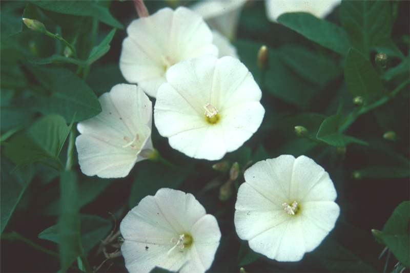 flowers of shankhpushpi