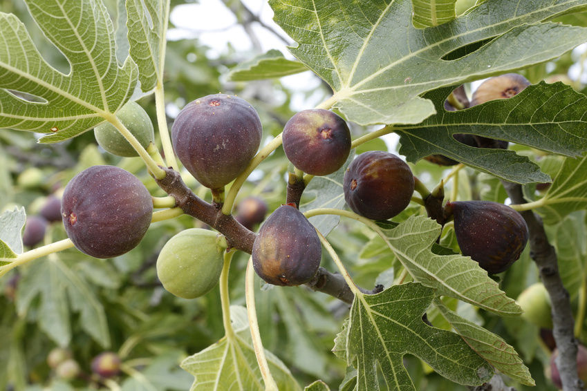 growing fig on tree