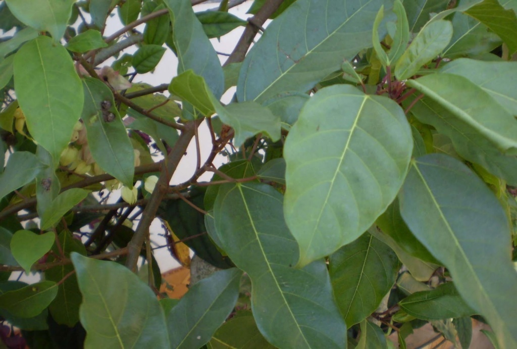 gular tree