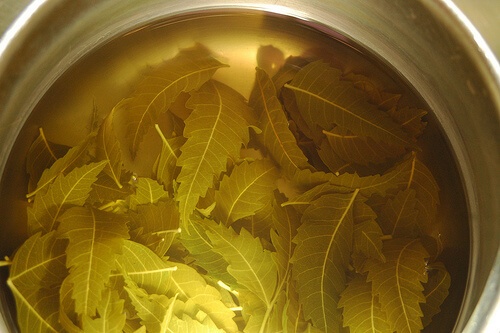 neem leaves water for skin rashes