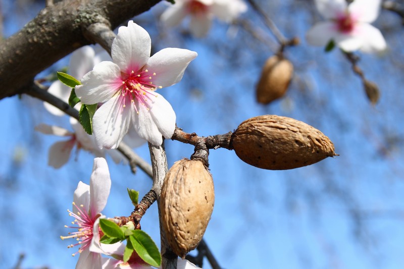 almonds growing on tree