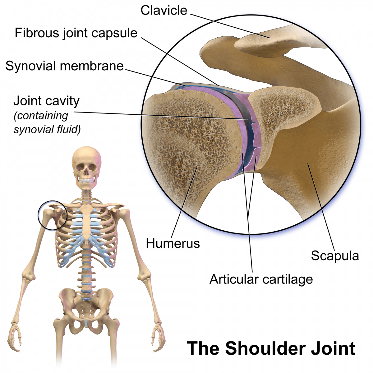 how shoulder joint works