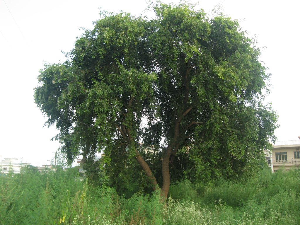 sheesham tree