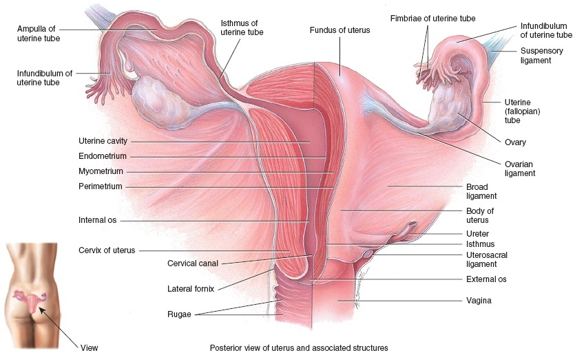 vaginal-discharge