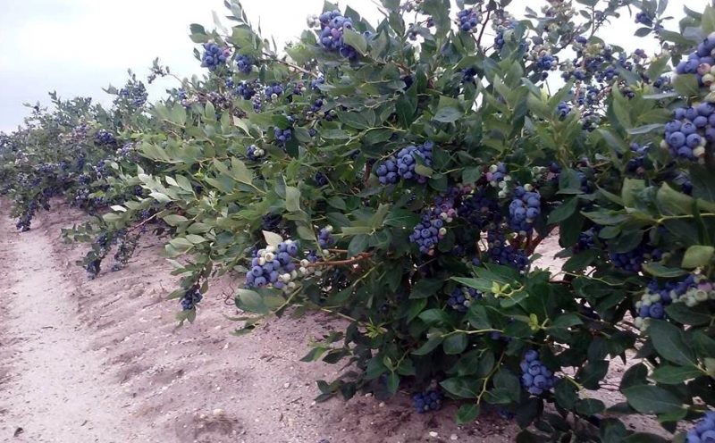 blueberry plants