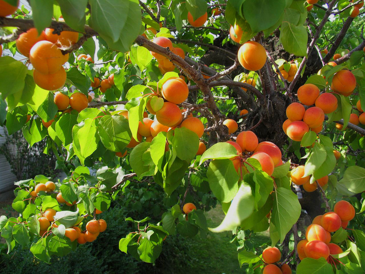 apricot fruit on tree