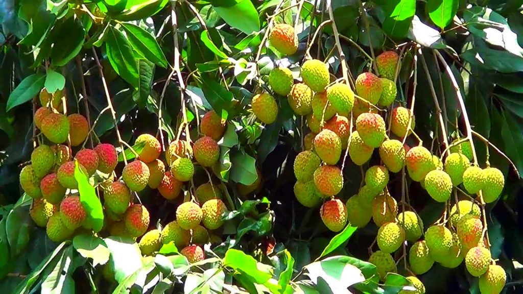 unripe lychee on tree