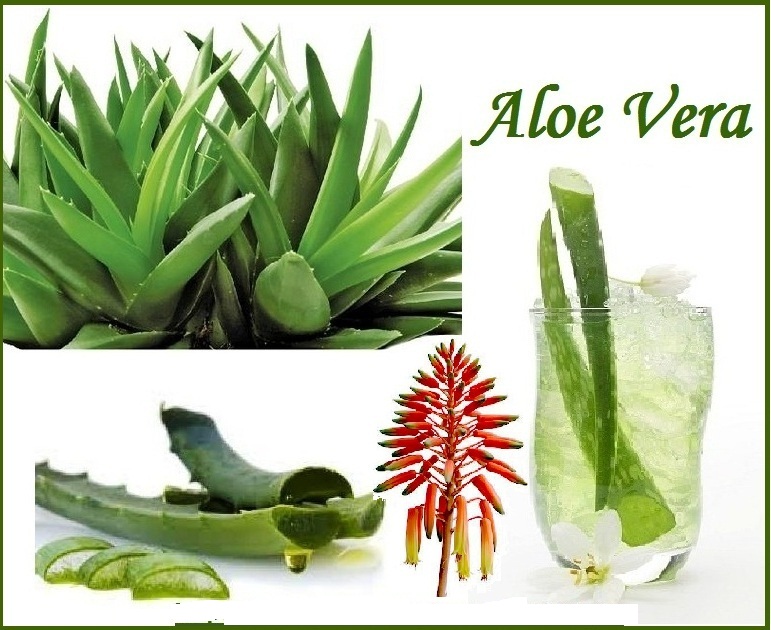 Top 10 Health Benefits of Aloe Vera