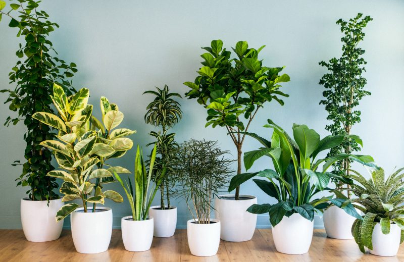 importance of having plants
