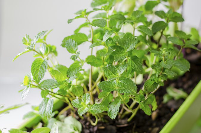 mint leaves for healthy summers