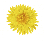 —Pngtree—calendula-flowers_2570624