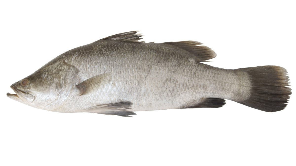 bhetki fish